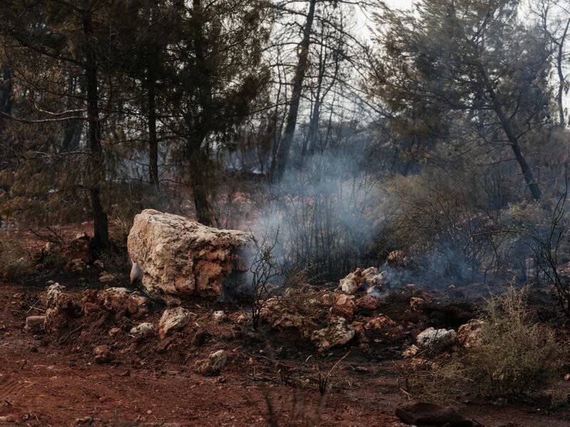 The 106-Acre Monster: How One Living Thing Became an Entire Forest