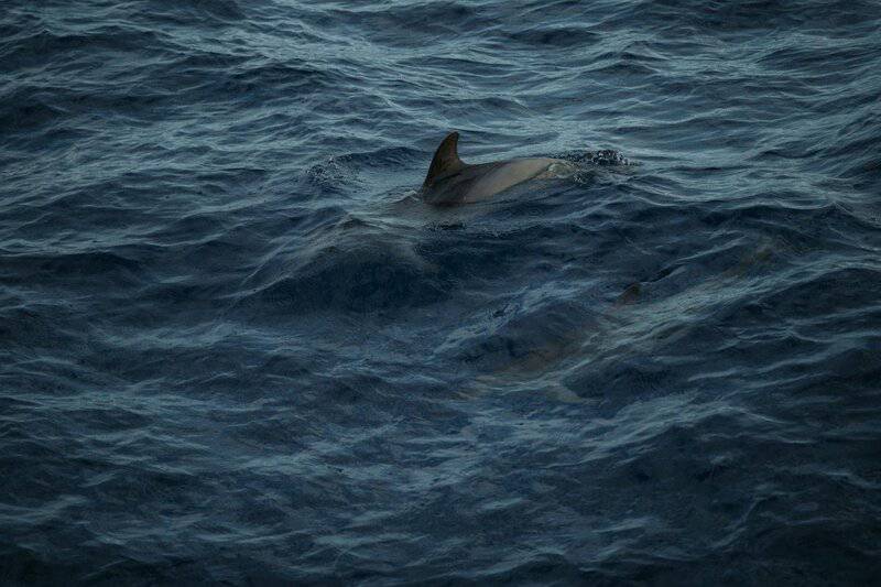 Why Dolphins Are Deliberately Teaching Their Young to Hate Humans