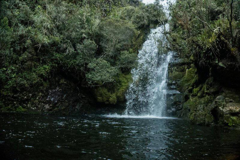 24 Plants Waging Chemical Wars You Never Knew Were Happening