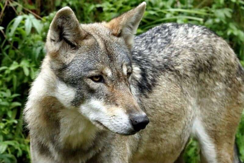 I Followed Wolves for 5 Years—They&#8217;re Planning Something We Can&#8217;t Understand