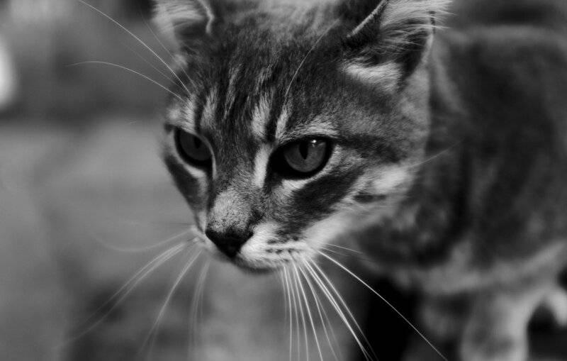 The Science Behind Why Cats Purr: Understanding Your Feline&#8217;s Communication