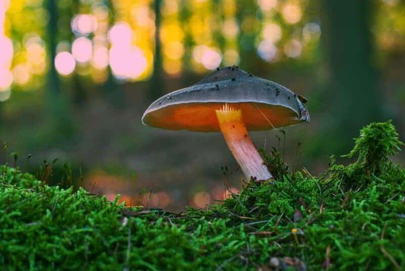 Why Forests Around the World Are Suddenly Glowing at Night