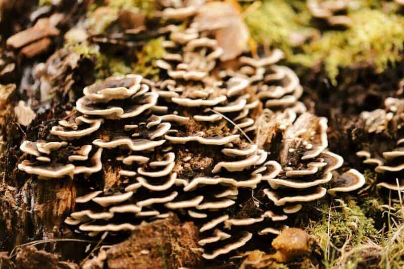 The 106-Acre Monster: How One Living Thing Became an Entire Forest