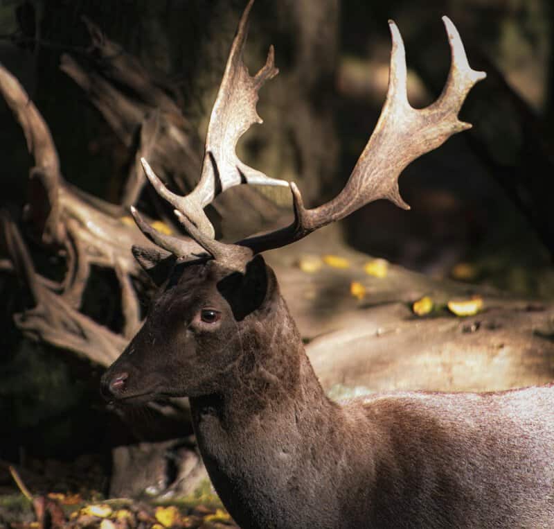 The 106-Acre Monster: How One Living Thing Became an Entire Forest