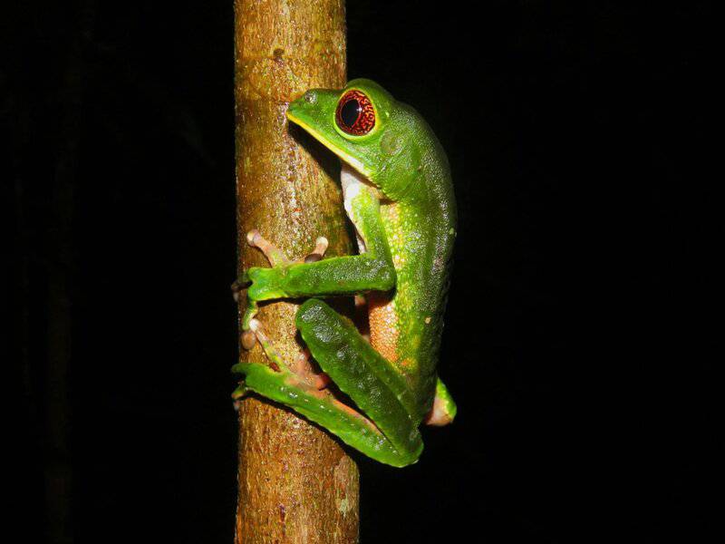 27 New Species Found in Peru&#8217;s &#8216;Human-Dominated&#8217; Rainforest