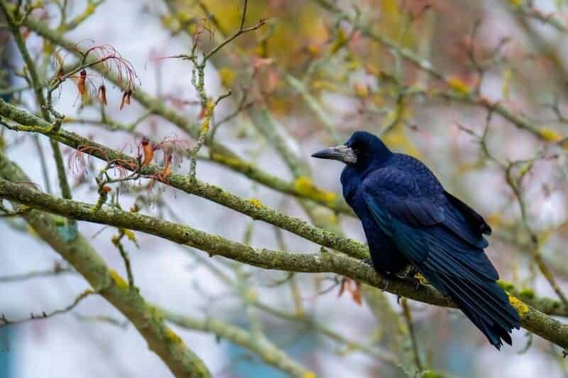 These Crows That Hold 25-Year Grudges and Pass Their Hatred Down Through Generations
