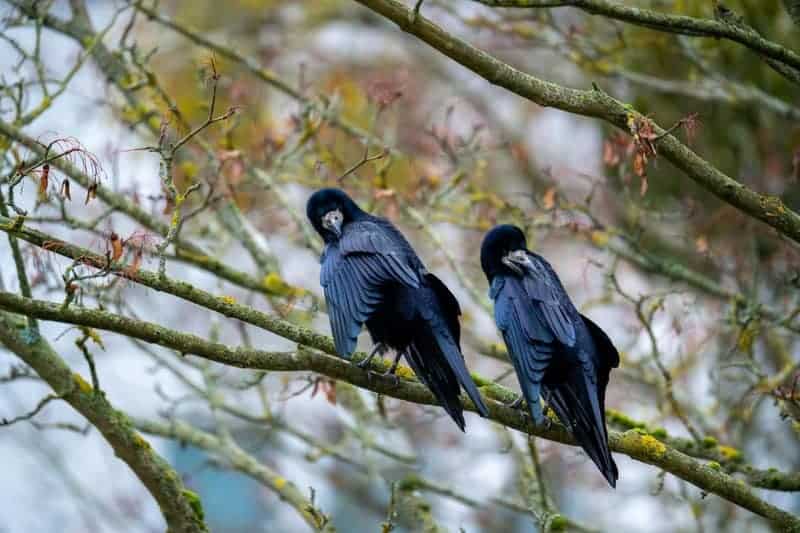 These Crows That Hold 25-Year Grudges and Pass Their Hatred Down Through Generations