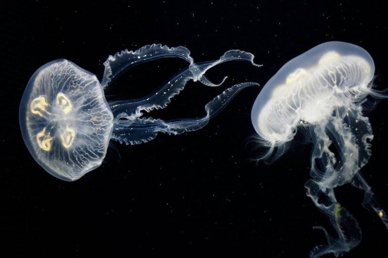 Scientists Discover Immortal Jellyfish That Reverses Aging Process