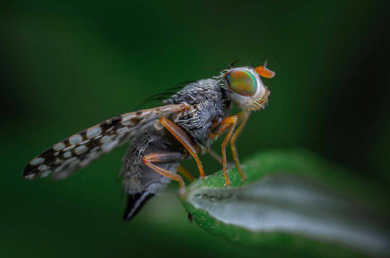 Scientists Map 140,000 Neurons in Fruit Fly Brain &#8211; Here&#8217;s What It Reveals About Human Memory