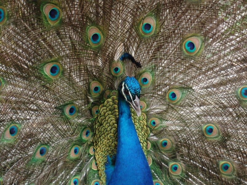 Scientists Just Discovered Blue Ants- and They Are Incredibly Rare