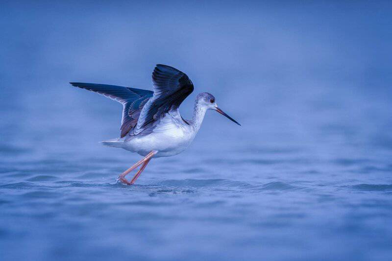 28 Animals With Built-In GPS That Puts Your Phone to Shame