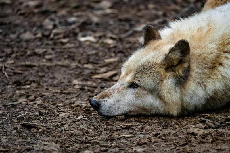 I Followed Wolves for 5 Years—They&#8217;re Planning Something We Can&#8217;t Understand
