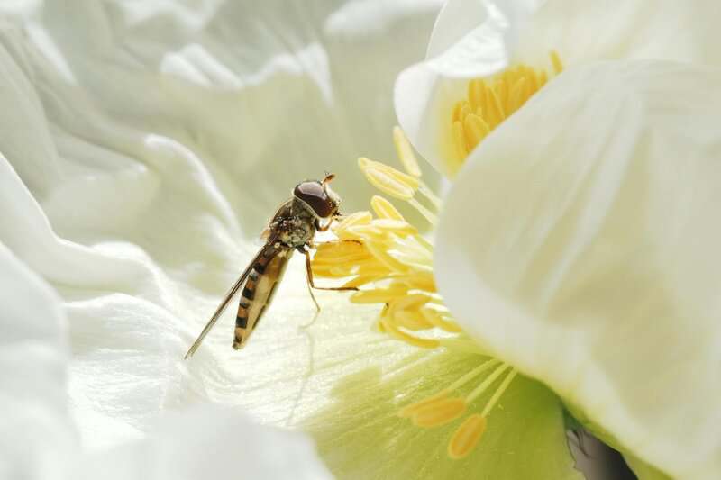 Forbidden Colors for Bugs? These Mediterranean Rebels Spot Red Anyway.