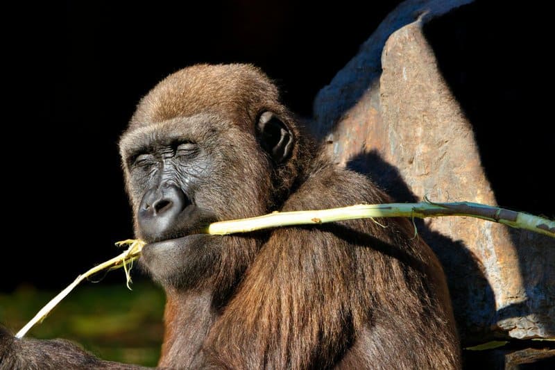 The Mirror Test Results: 23 Animals That Actually Recognize Themselves