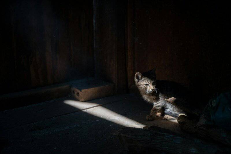 How to Get the Best Pets in Fallout Shelter