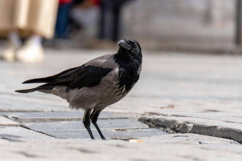 These Crows That Hold 25-Year Grudges and Pass Their Hatred Down Through Generations