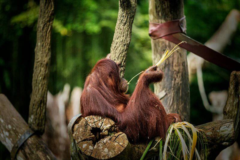 20 Animals That Are Close To Going Extinct