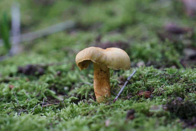 Why Forests Around the World Are Suddenly Glowing at Night