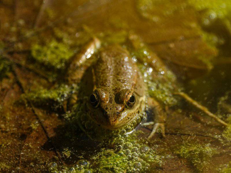 Why Forests Around the World Are Suddenly Glowing at Night
