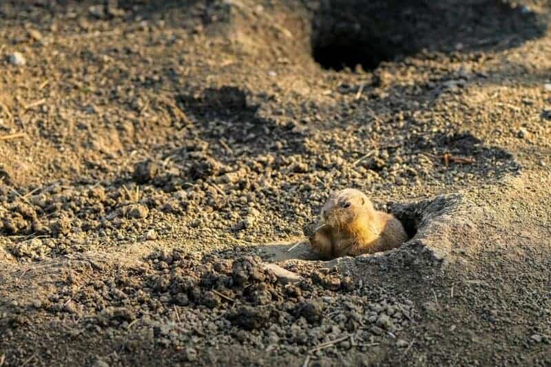 30 Animals Whose Building Skills Rival Human Engineers