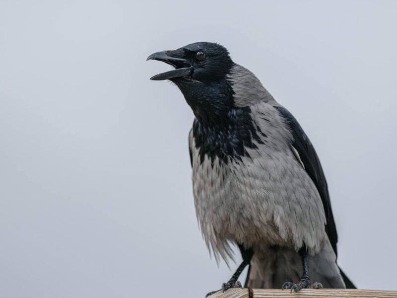 These Crows That Hold 25-Year Grudges and Pass Their Hatred Down Through Generations
