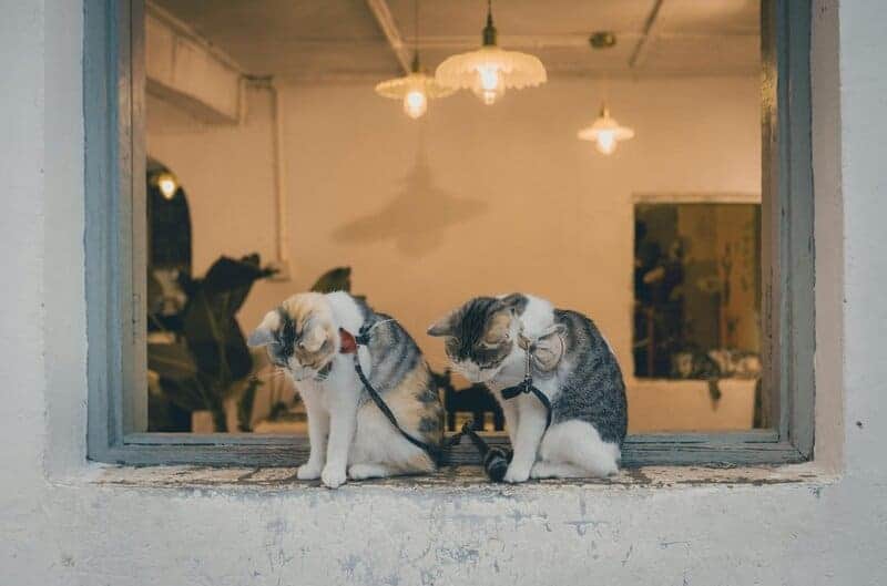 The Science Behind Why Cats Purr: Understanding Your Feline&#8217;s Communication