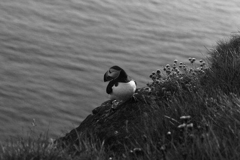 28 Animals With Built-In GPS That Puts Your Phone to Shame