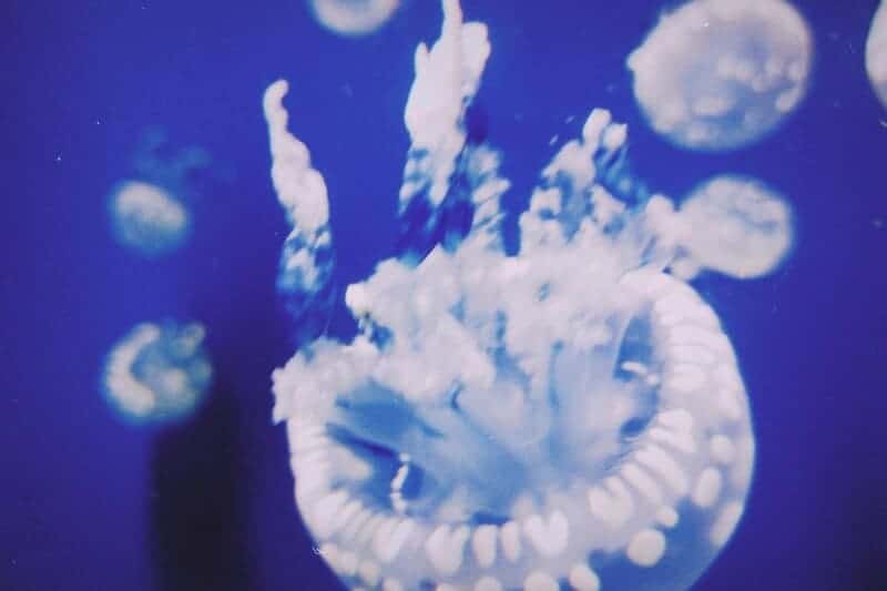 Beyond the Sting: How 21st-Century Science is Unlocking the Complex Social Networks of Jellyfish