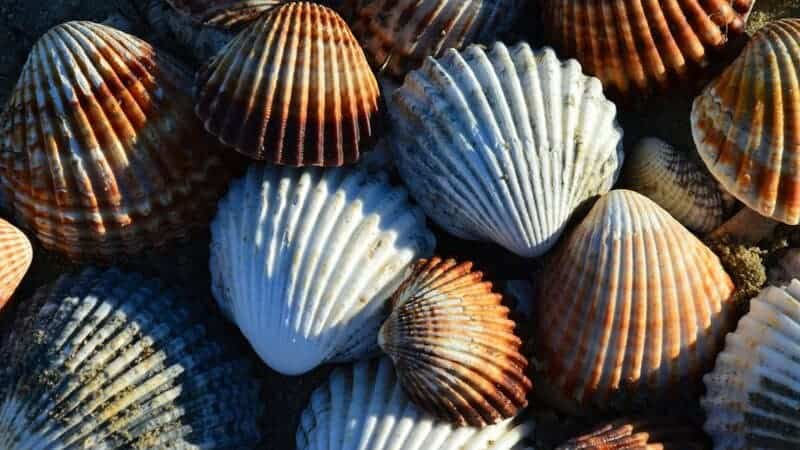 15 Species That Rarely Get Cancer—and What That Means for Humans