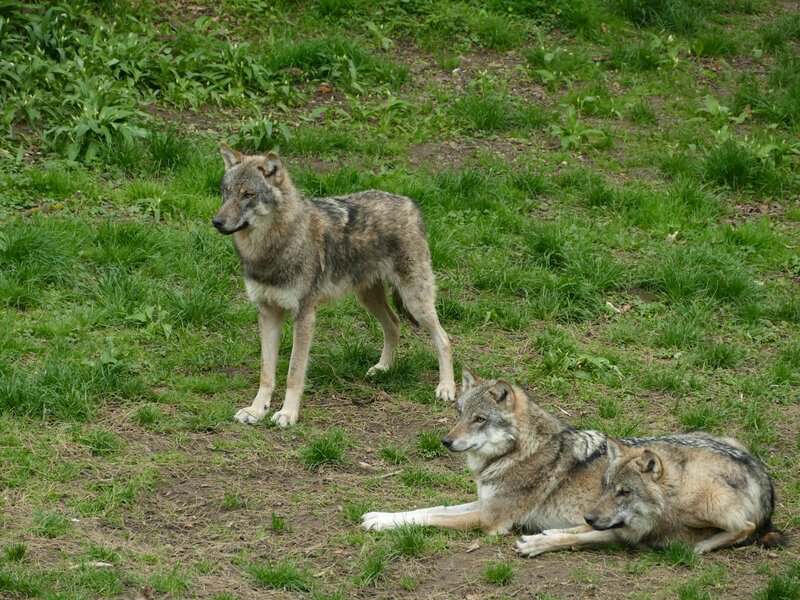 Why Scientists Are Officially Debunking the &#8220;Alpha Wolf&#8221; Theory—And What It Means for Leadership