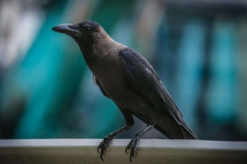 These Crows That Hold 25-Year Grudges and Pass Their Hatred Down Through Generations