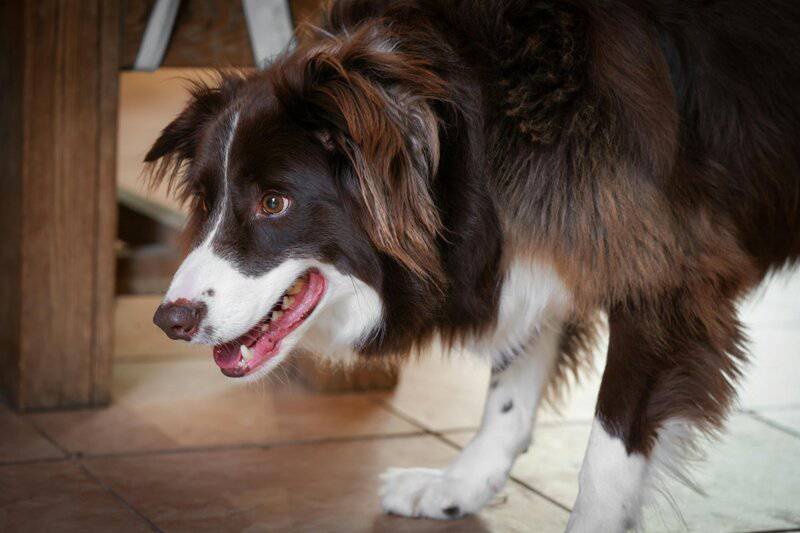 21 Plants and Animals That Form the Most Unexpected Friendships