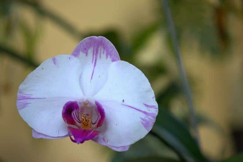 Did You Know Plants Can Do Math? These Species Can Actually Count and Remember Numbers