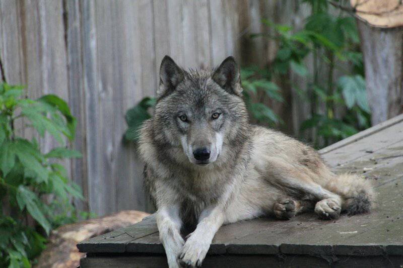 I Followed Wolves for 5 Years—They&#8217;re Planning Something We Can&#8217;t Understand