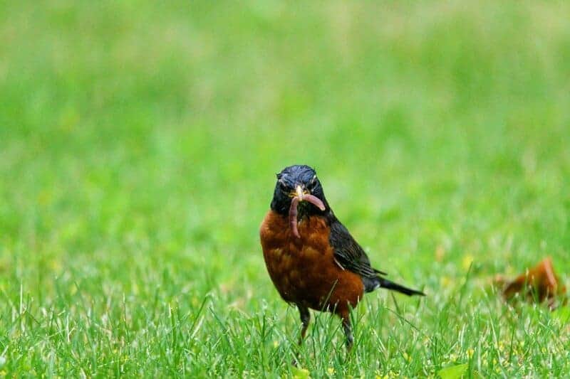 24 Plants Waging Chemical Wars You Never Knew Were Happening