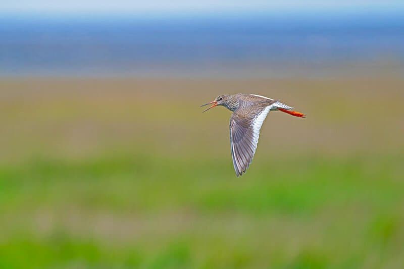 28 Animals With Built-In GPS That Puts Your Phone to Shame