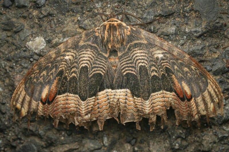 28 Animals With Built-In GPS That Puts Your Phone to Shame