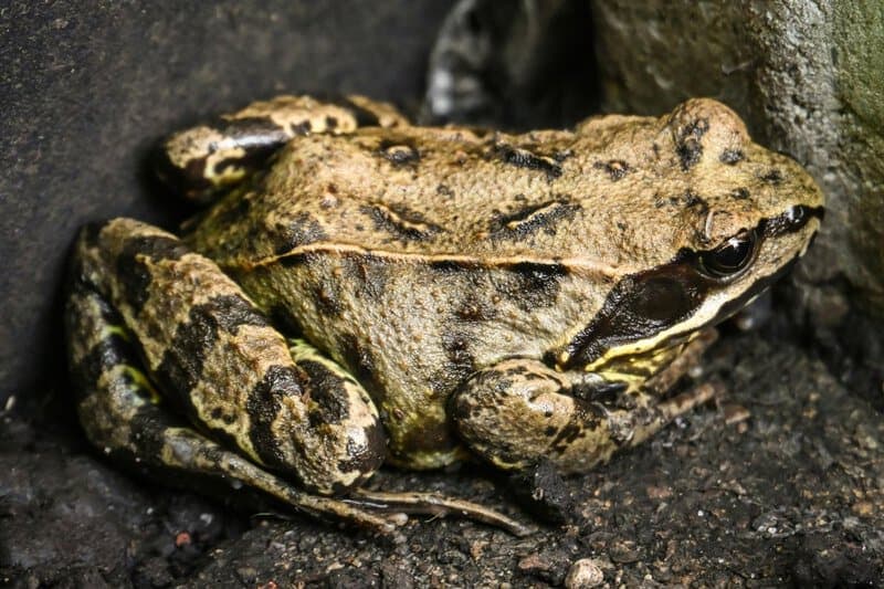 The Great Escape Artists: Animals That Fake Death Better Than Any Actor