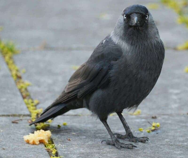 The Mirror Test Results: 23 Animals That Actually Recognize Themselves