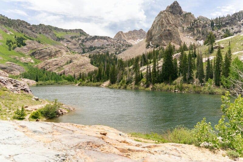 The 106-Acre Monster: How One Living Thing Became an Entire Forest