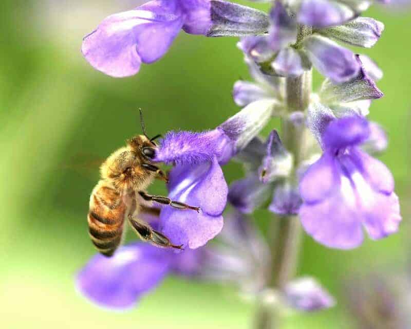 15 Crucial Elements That Made Life on Earth Possible