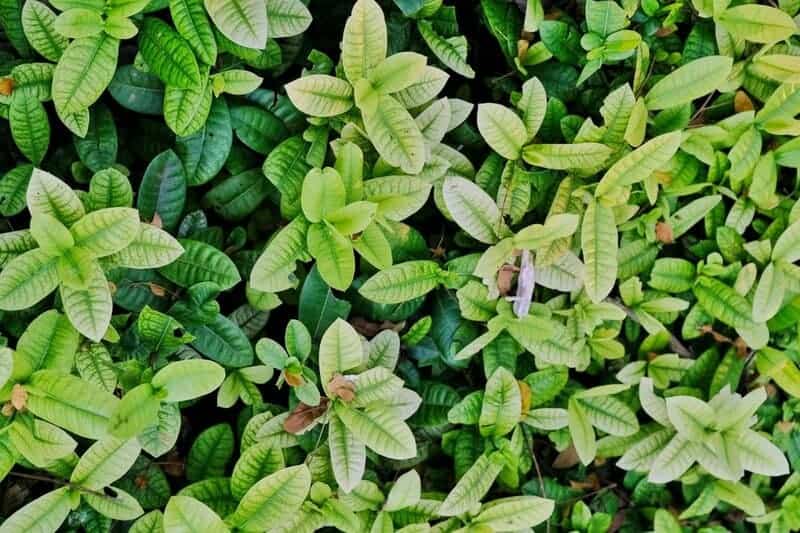 The Plant That Can Literally Eat Metal (And It&#8217;s Growing in Your Backyard)