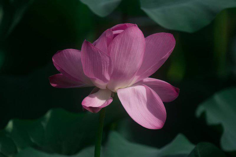 The Animal That Walked Into a Nuclear Reactor and Came Out Stronger