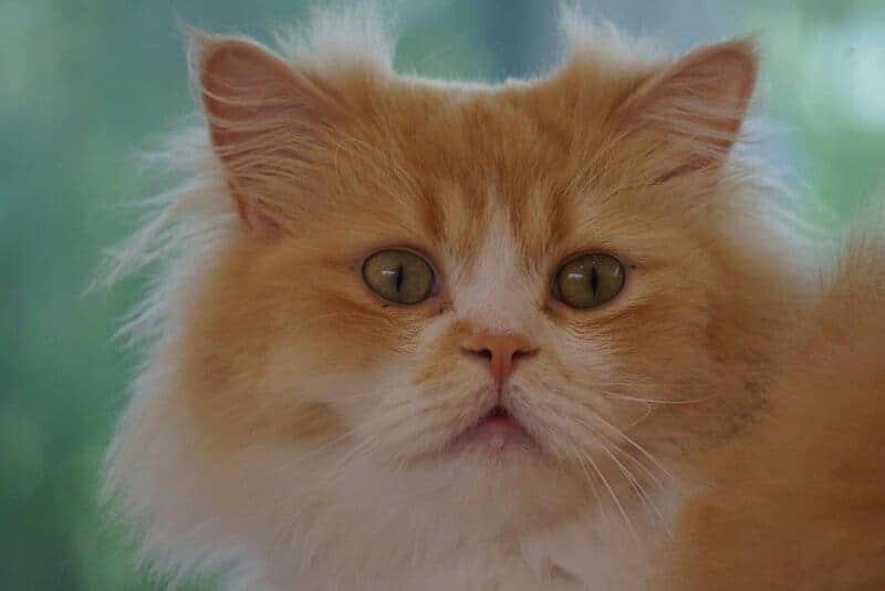 The Science Behind Why Cats Purr: Understanding Your Feline&#8217;s Communication