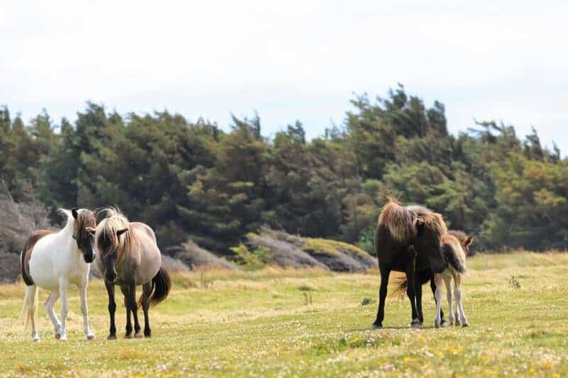 15 Times Animals Helped Make Major Medical Breakthroughs