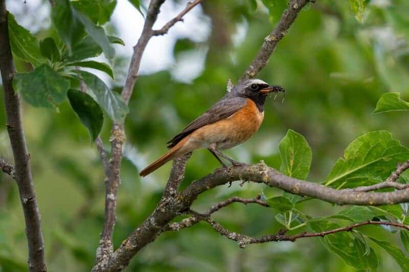 Greenland Sharks Can Live for 400 Years. Scientists Are Using DNA to Unravel Their Longevity Secrets
