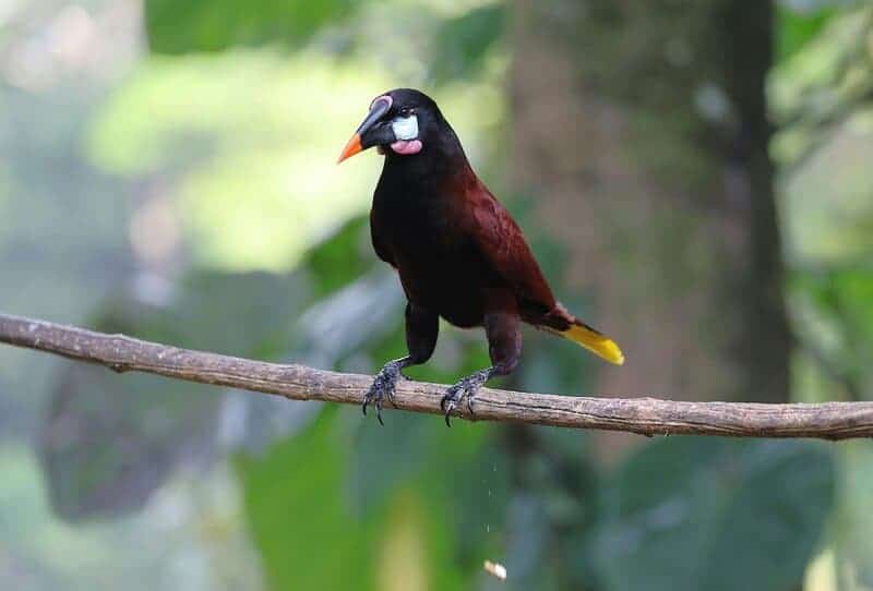 Should We Bring Back Extinct Species? What Science and Ethics Say