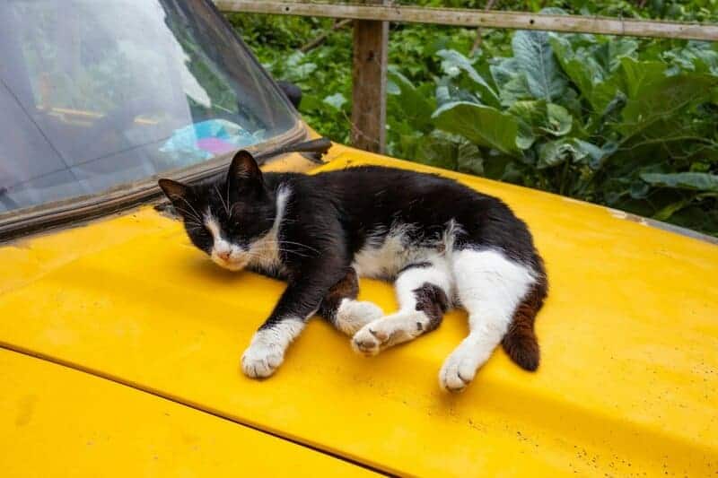 15 Things Scientists Have Cloned (and Why)