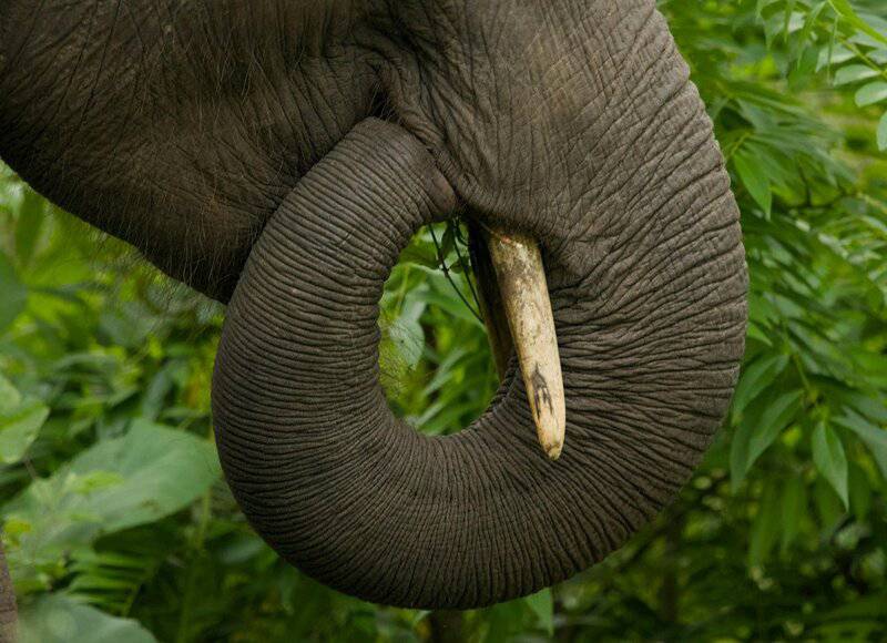 15 Species That Rarely Get Cancer—and What That Means for Humans