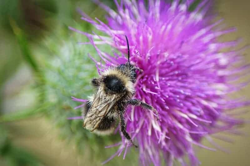 Plants Are Screaming When You Cut Them—We Just Couldn&#8217;t Hear It